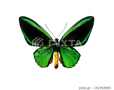 butterfly ornithoptera priamus priamus (male) isolated on white background 142368965