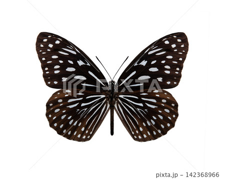 butterfly Ideopsis vulgaris isolated on white background butterfly Ideopsis vulgaris isolated on white background 142368966