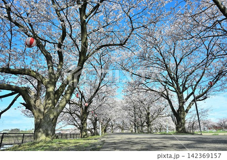 すご堀沿いに咲く桜並木(新潟県新潟市江南区) すご堀沿いに咲く桜並木(新潟県新潟市江南区) 142369157