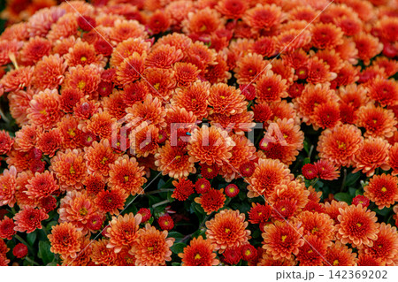 multi-colored flower beds of beautiful chrysanthemums 142369202