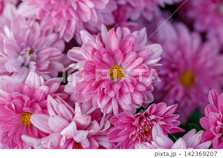 multi-colored flower beds of beautiful chrysanthemums 142369207