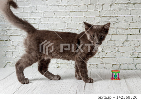Beautiful gray cat on a brick wall background Beautiful gray cat on a brick wall background 142369320