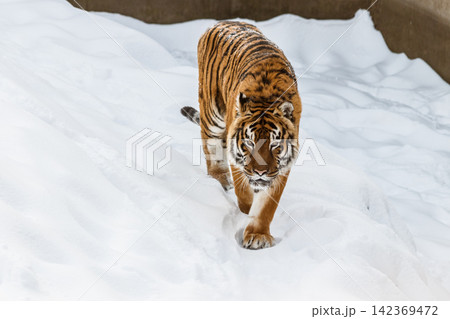beautiful panthera tigris on a snowy road 142369472