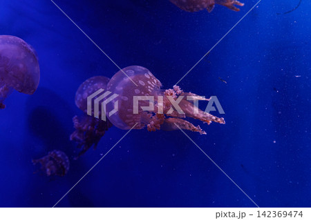 macro of a beautiful jellyfish mastigias papua macro of a beautiful jellyfish mastigias papua 142369474