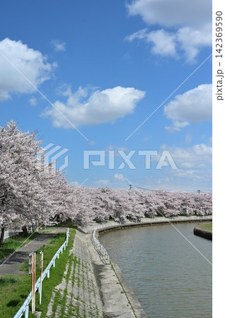 東明さくら公園の桜並木（新潟県新潟市東区） 142369590