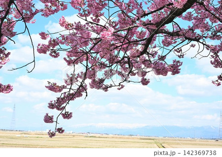 マイロード 桜の舞う道から望む桜と田園風景(新潟県新潟市) マイロード 桜の舞う道から望む桜と田園風景(新潟県新潟市) 142369738