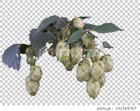 Fresh green hop branch with mature cones and dark leaves hanging on transparent background, concept of organic craft beer brewing and agricultural production Fresh green hop branch with mature cones and dark leaves hanging on transparent background, concept of organic craft beer brewing and agricultural production 142369767