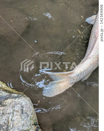 水辺を泳ぐ白い大型魚の尾びれ / 水の揺らぎと生き物の動きを捉えた自然・水生生物素材 水辺を泳ぐ白い大型魚の尾びれ / 水の揺らぎと生き物の動きを捉えた自然・水生生物素材 142369906