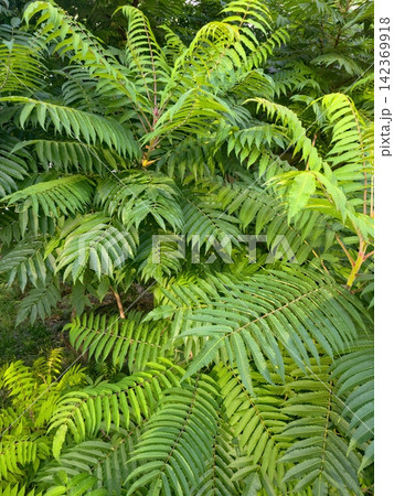 Bright Green Staghorn Sumac Leaves in the Warm Sunlight of Summer Bright Green Staghorn Sumac Leaves in the Warm Sunlight of Summer 142369918
