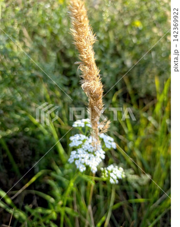 Graceful Blend of Dry Inflorescence and Delicate White Flowers in Nature Graceful Blend of Dry Inflorescence and Delicate White Flowers in Nature 142369922