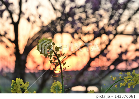 越後平野の夕日を背景に咲く菜の花(新潟県) 越後平野の夕日を背景に咲く菜の花(新潟県) 142370061
