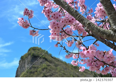 春の青空に映える桜と八木ヶ鼻(新潟県三条市) 春の青空に映える桜と八木ヶ鼻(新潟県三条市) 142370307