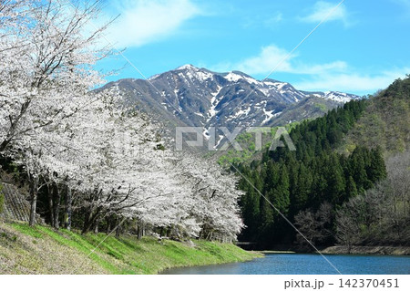 粟ヶ岳県民休養地の桜と粟ヶ岳と加茂水源地(新潟県加茂市) 粟ヶ岳県民休養地の桜と粟ヶ岳と加茂水源地(新潟県加茂市) 142370451