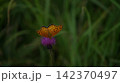 アザミの蜜を吸うツマグロヒョウモンのオス 142370497