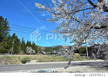 加茂川沿いを彩る満開の桜（新潟県加茂市） 142370511