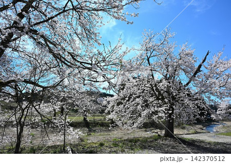 加茂川沿いを彩る満開の桜(新潟県加茂市) 加茂川沿いを彩る満開の桜(新潟県加茂市) 142370512