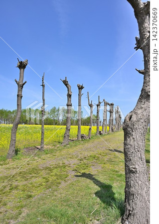 福島潟に広がる菜の花とはさ木の風景（新潟県新潟市） 142370669