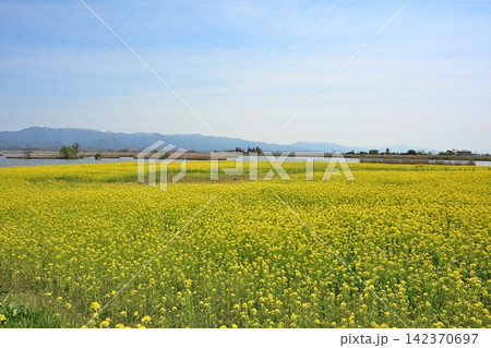 福島潟に広がる菜の花畑と飯豊連峰(新潟県新潟市北区) 福島潟に広がる菜の花畑と飯豊連峰(新潟県新潟市北区) 142370697