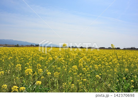 福島潟に広がる菜の花畑と飯豊連峰(新潟県新潟市北区) 福島潟に広がる菜の花畑と飯豊連峰(新潟県新潟市北区) 142370698