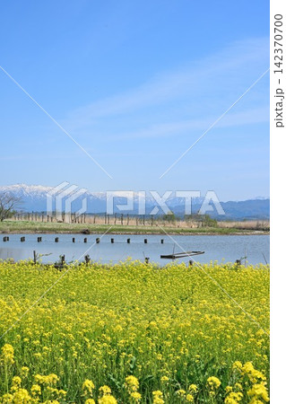 福島潟に広がる菜の花畑と飯豊連峰（新潟県新潟市北区） 142370700