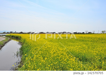 福島潟に広がる菜の花畑と飯豊連峰（新潟県新潟市北区） 142370705