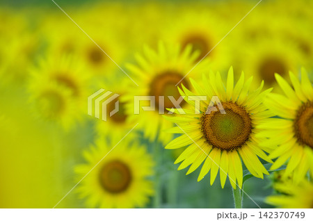 夏といえば 向日葵 夏といえば 向日葵 142370749