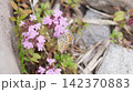 イブキジャコウソウの蜜を吸うヒメシジミのメス 142370883