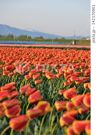 朝の光に包まれる五泉市のチューリップ畑(新潟県五泉市) 朝の光に包まれる五泉市のチューリップ畑(新潟県五泉市) 142370901