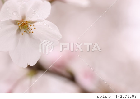 満開の桜と花びら 満開の桜と花びら 142371308