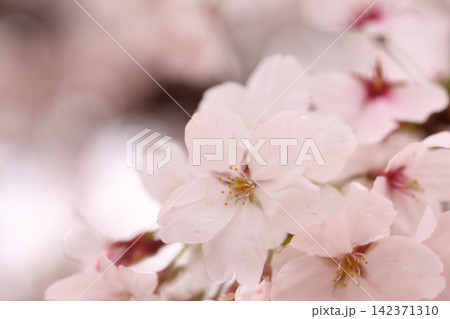 満開の桜と花びら 満開の桜と花びら 142371310
