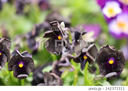 カラフルなパンジーの花 カラフルなパンジーの花 142371311