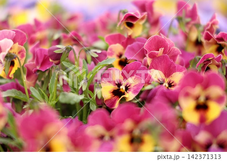 カラフルなパンジーの花 カラフルなパンジーの花 142371313