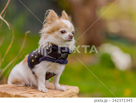 Chihuahua dog of white and red color in the garden. Chihuahua dog of white and red color in the garden. 142371345