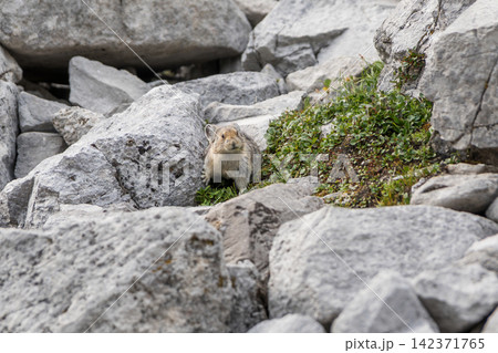 岩場と高山植物の間に座る可愛らしいナキウサギの特写。カナナスキス、アルバータ州、カナダ 142371765
