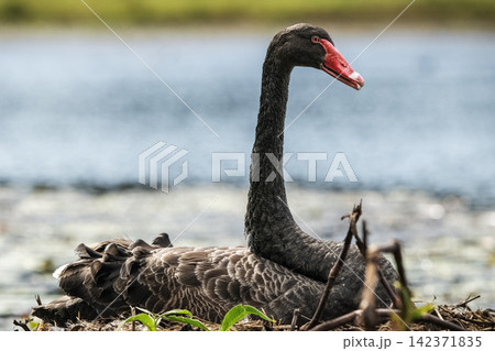 Black Swan Bird Black Swan Bird 142371835