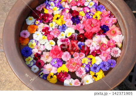 鮮やか 水鉢の花々 鮮やか 水鉢の花々 142371905