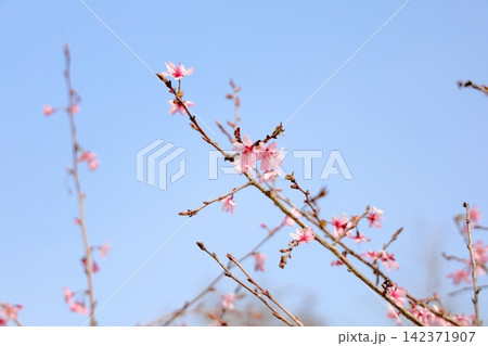 桜の花 与謝野晶子 桜の花 与謝野晶子 142371907