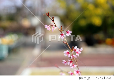 桜の花　与謝野晶子 142371908