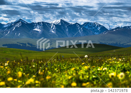Snowy Mountain Range Over Wildflower Meadow Landscape Snowy Mountain Range Over Wildflower Meadow Landscape 142371978