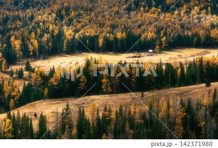 Autumn Forest Valley with Golden Trees and Rustic Meadow Cabin Autumn Forest Valley with Golden Trees and Rustic Meadow Cabin 142371980