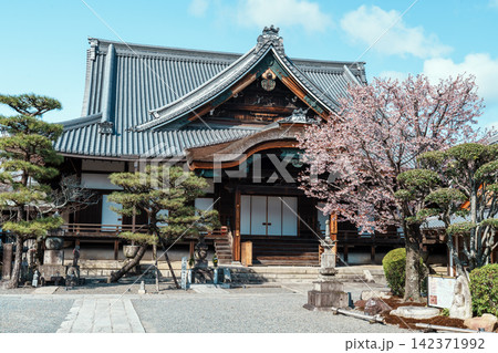 清浄華院　蜂須賀桜 142371992