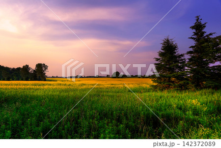 Sunset Meadow Landscape with Wildflowers and Evergreen Trees 142372089