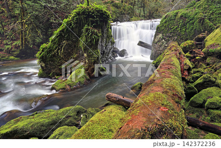 Waterfall in Mossy Rainforest with Flowing River and Ferns Waterfall in Mossy Rainforest with Flowing River and Ferns 142372236