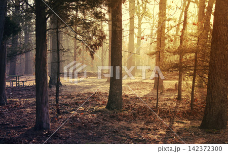 Sunlit Forest Trees in Warm Morning Mist Sunlit Forest Trees in Warm Morning Mist 142372300