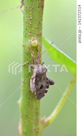 緑の茎にとまるヘリカメムシの仲間 緑の茎にとまるヘリカメムシの仲間 142372514