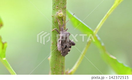 緑の茎にとまるヘリカメムシの仲間 緑の茎にとまるヘリカメムシの仲間 142372515
