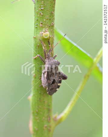 緑の茎にとまるヘリカメムシの仲間 緑の茎にとまるヘリカメムシの仲間 142372517