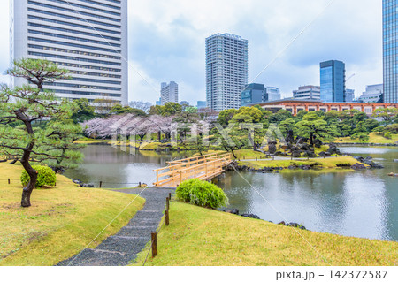 春の旧芝離宮恩賜庭園の木橋と桜と高層ビル群 春の旧芝離宮恩賜庭園の木橋と桜と高層ビル群 142372587