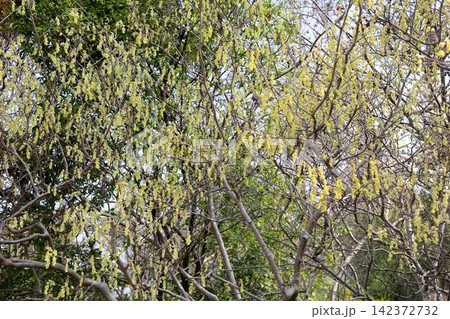 爽やか　トサミズキの花 142372732