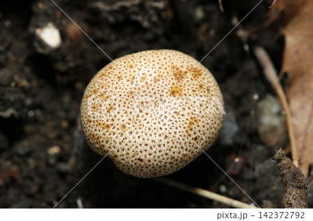 林床にニセショウロ属茸の子実体と根茎(日本アウトドアフィールド菌・キノコ生態マクロ撮影) 林床にニセショウロ属茸の子実体と根茎(日本アウトドアフィールド菌・キノコ生態マクロ撮影) 142372792